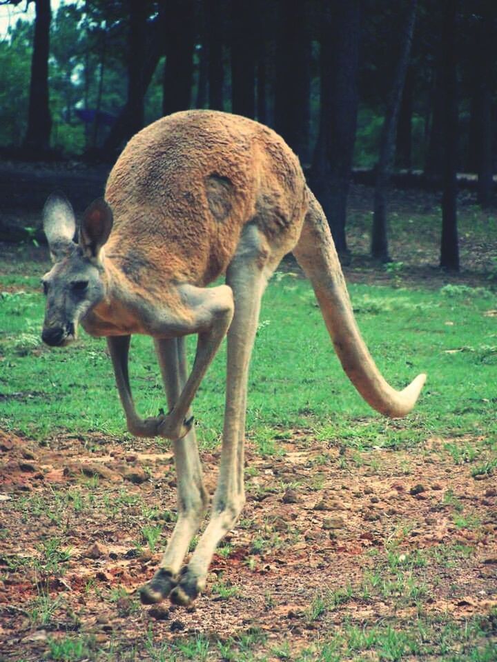 Full length of kangaroo jumping on field