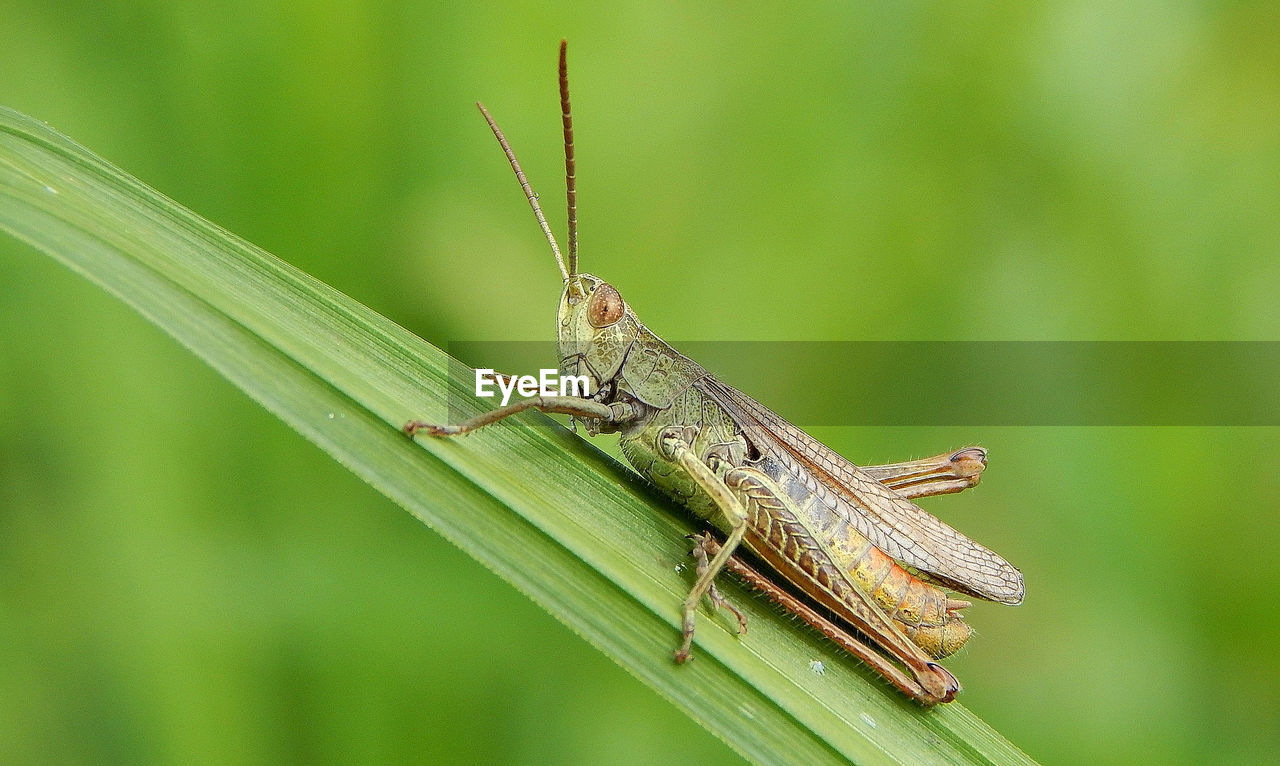 CLOSE-UP OF INSECT ON GREEN LEAF