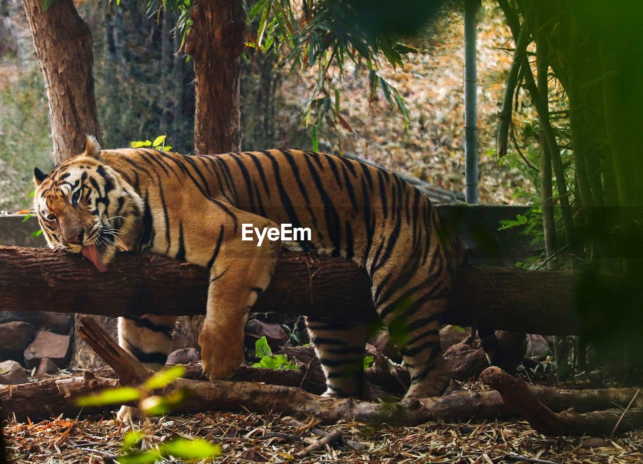View of tiger resting on tree trunk
