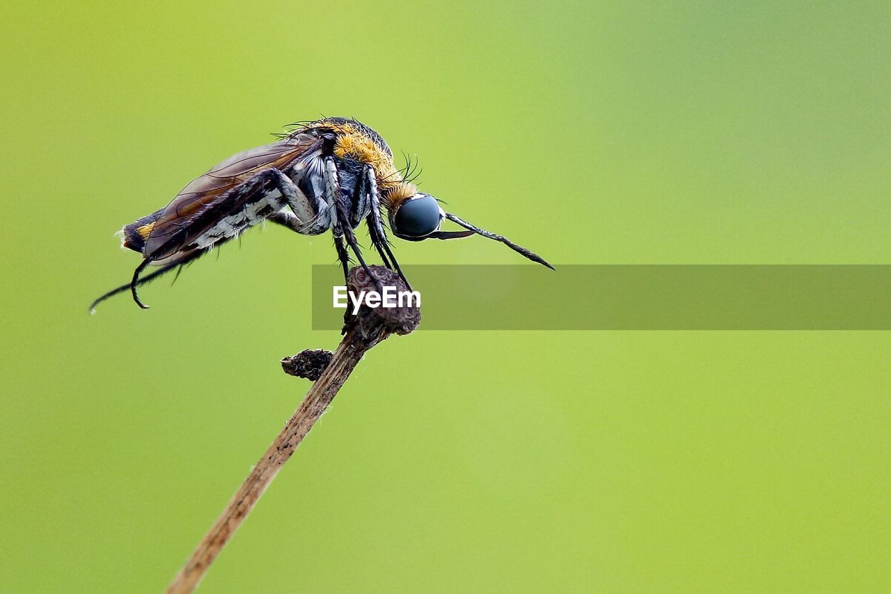 CLOSE-UP OF INSECT ON PLANT