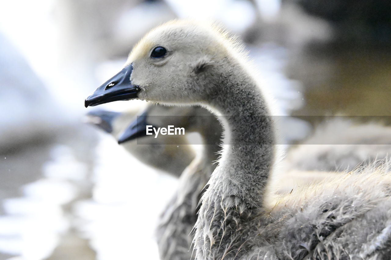 animal themes, bird, animal, animal wildlife, wildlife, beak, one animal, close-up, ducks, geese and swans, swan, water bird, nature, animal body part, focus on foreground, winter, no people, young animal, day, young bird, duck, water, cold temperature, side view, outdoors, snow, goose