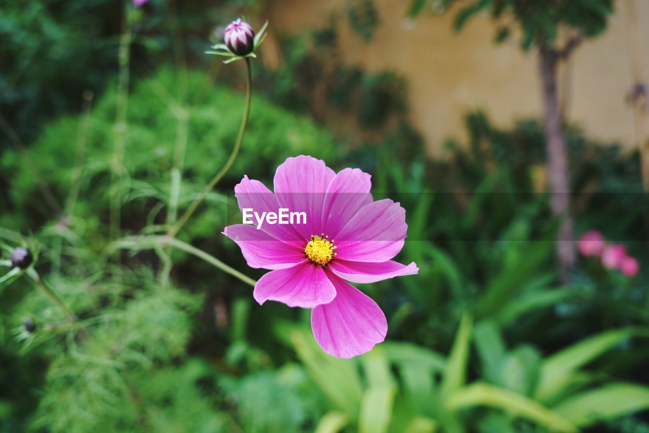 CLOSE-UP OF PINK COSMOS FLOWER AGAINST PURPLE BACKGROUND