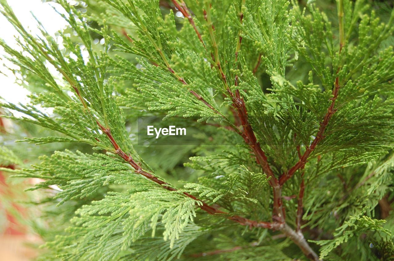 FULL FRAME SHOT OF GREEN LEAVES