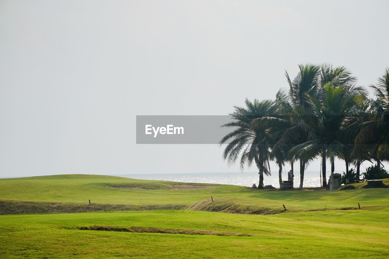 plant, tree, grass, palm tree, green, environment, tropical climate, sky, landscape, land, scenics - nature, nature, beauty in nature, tranquility, field, tranquil scene, hill, grassland, no people, horizon, non-urban scene, plain, copy space, day, golf course, water, clear sky, growth, travel destinations, golf, outdoors, idyllic, rural scene, travel, rural area, sport venue, sea, agriculture, tourism