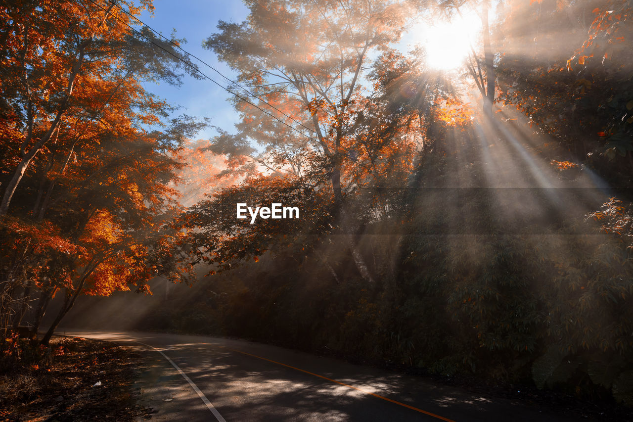 Rays of sunlight through street and forest with autumn foliage leaf color in fall season. natural