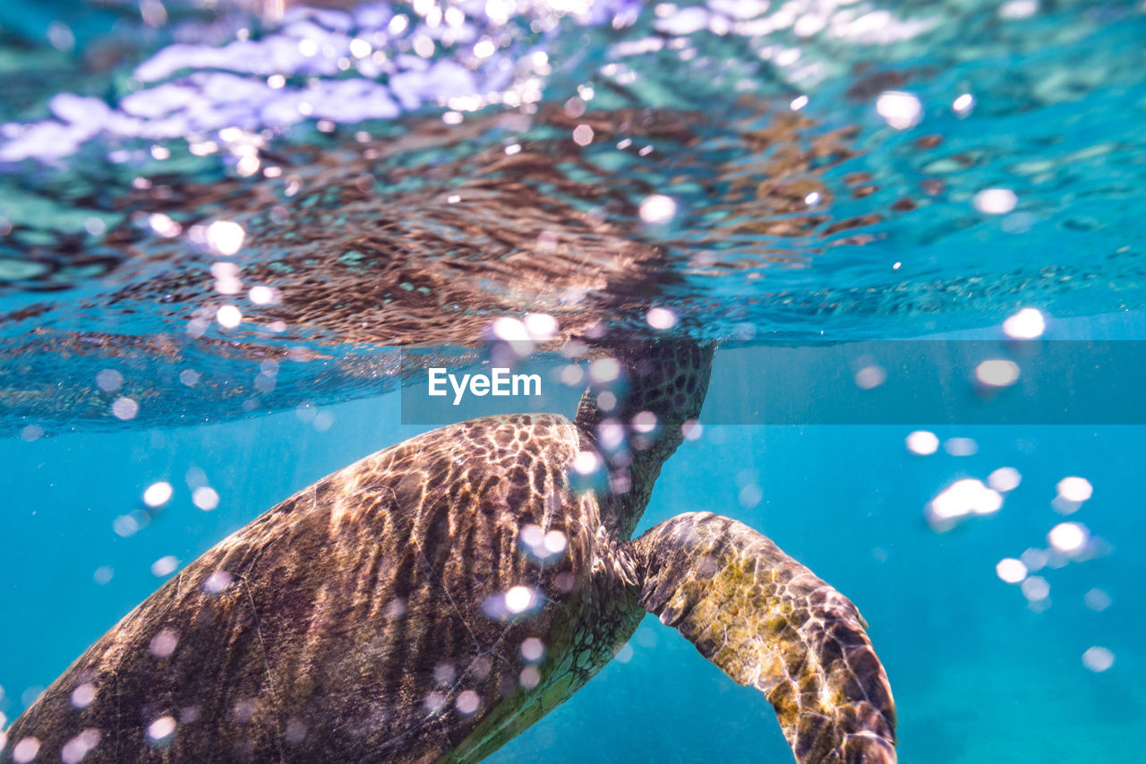 Large green sea turtle swimming in clean blue water of ocean