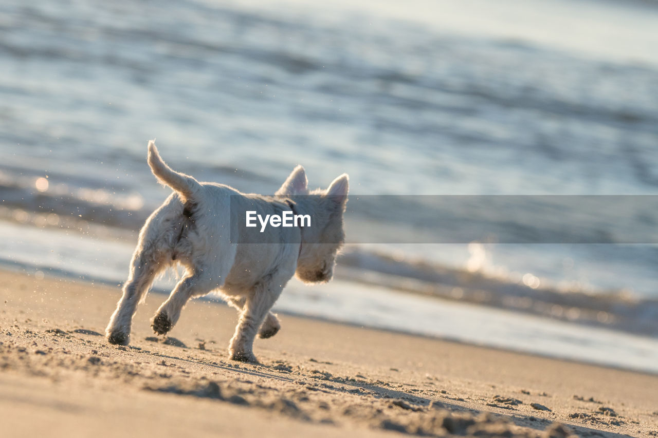 Dog on shore at beach