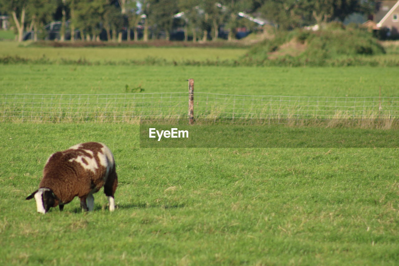 Sheep grazing in field