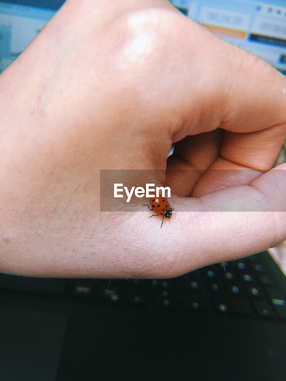 CLOSE-UP OF INSECT ON HAND AGAINST BLURRED BACKGROUND