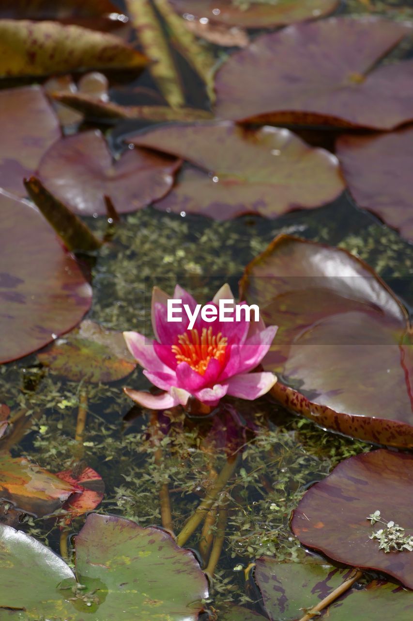 CLOSE-UP OF PINK LOTUS WATER LILY IN POND