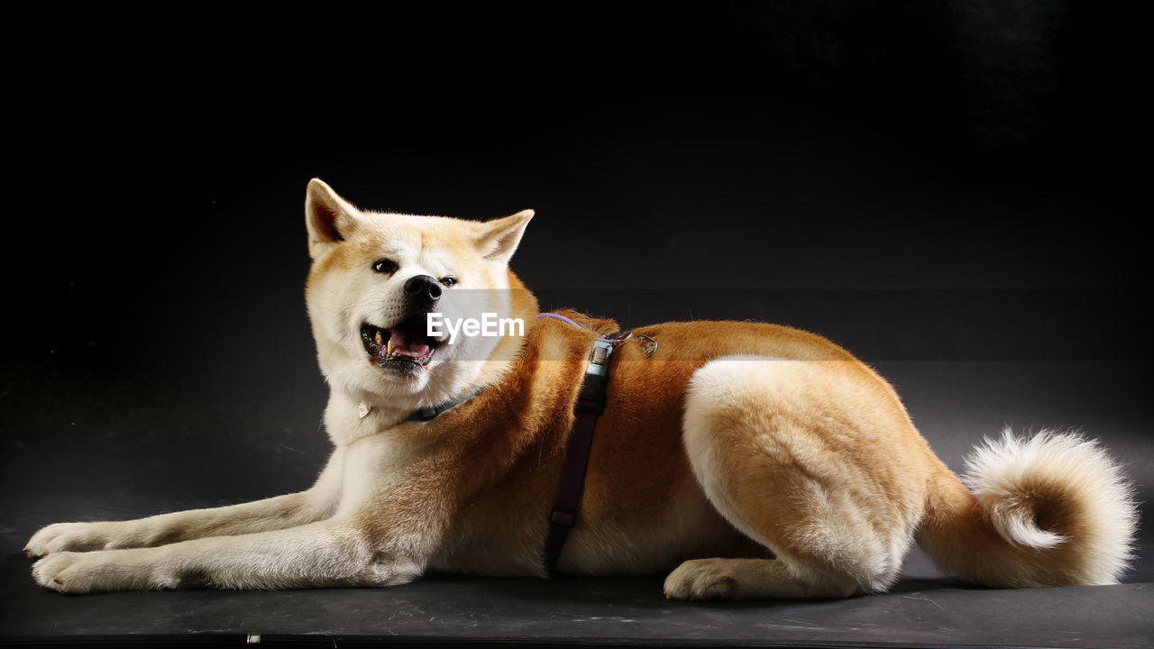 Portrait of a dog resting