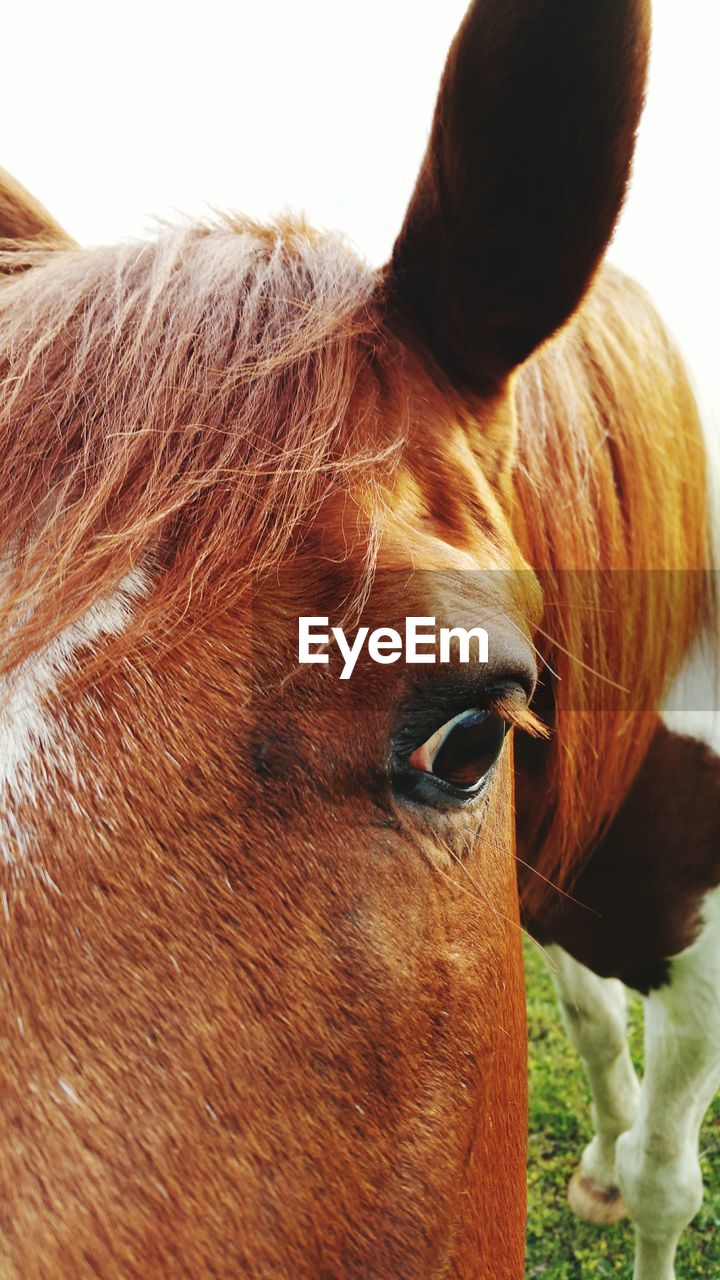 Close-up of horse on field against clear sky