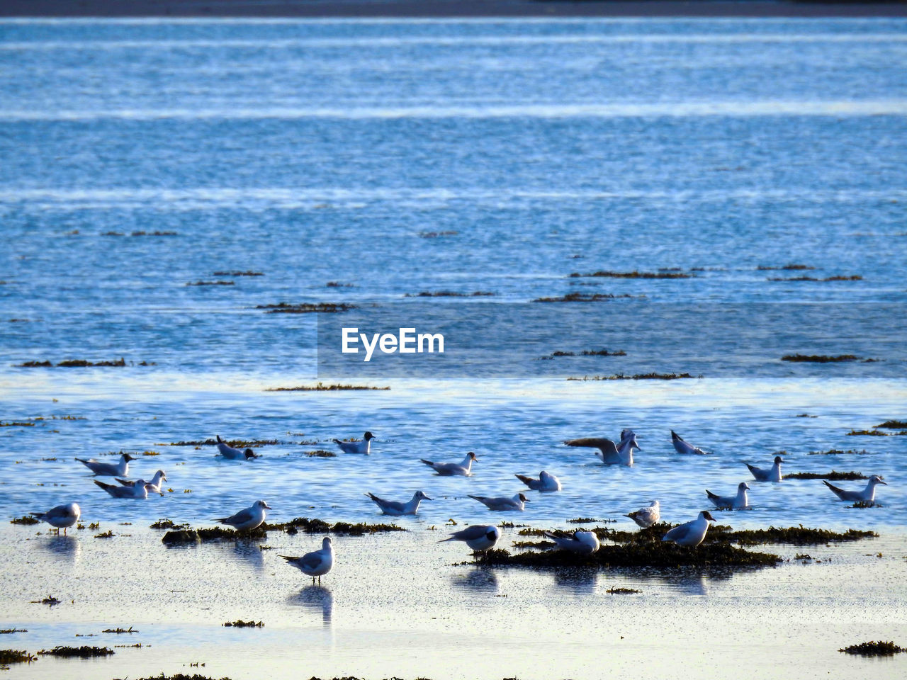 SEAGULLS ON SEA SHORE