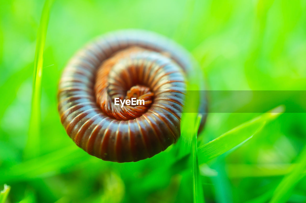 Close-up round millipede on green grass blurred green background.