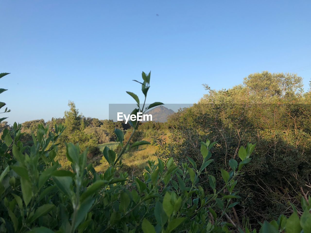 PLANTS GROWING ON FIELD AGAINST CLEAR SKY