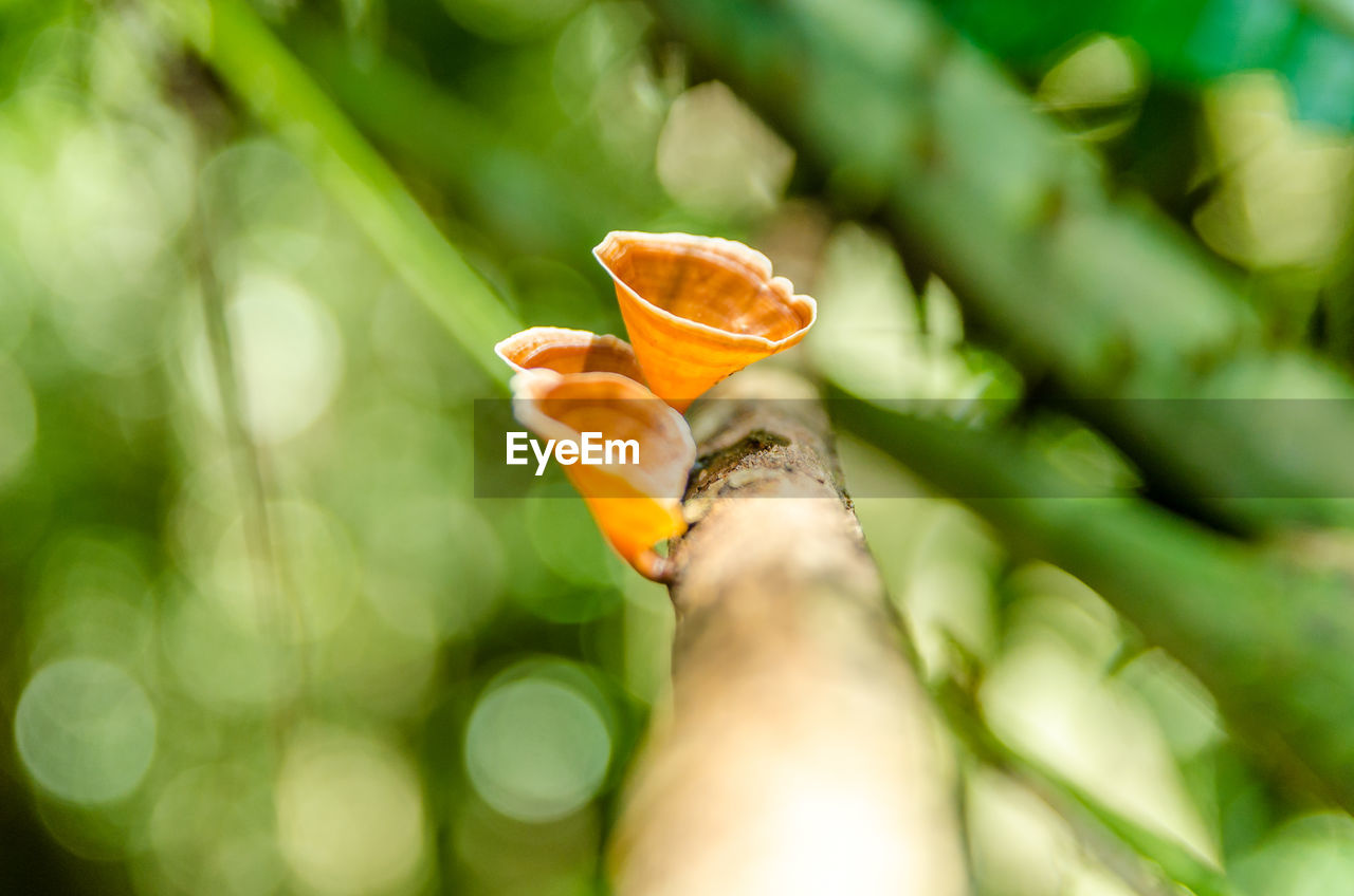 Close-up of flower against blurred background