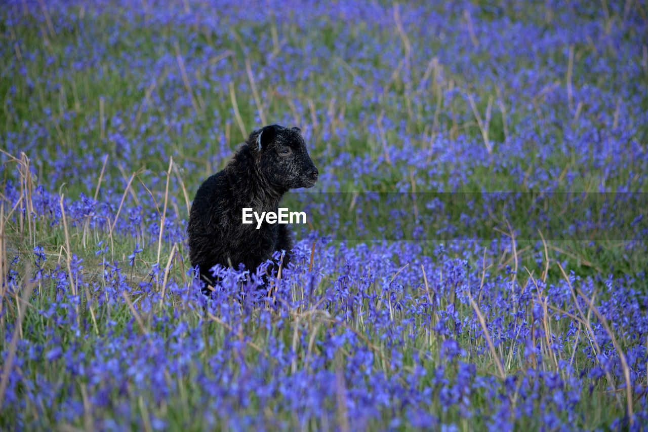 Animal sitting on field