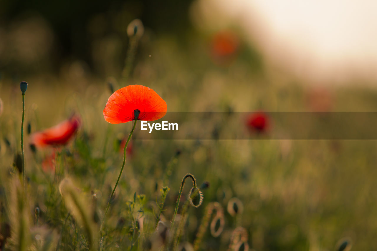 Close-up of red poppy blooming in field