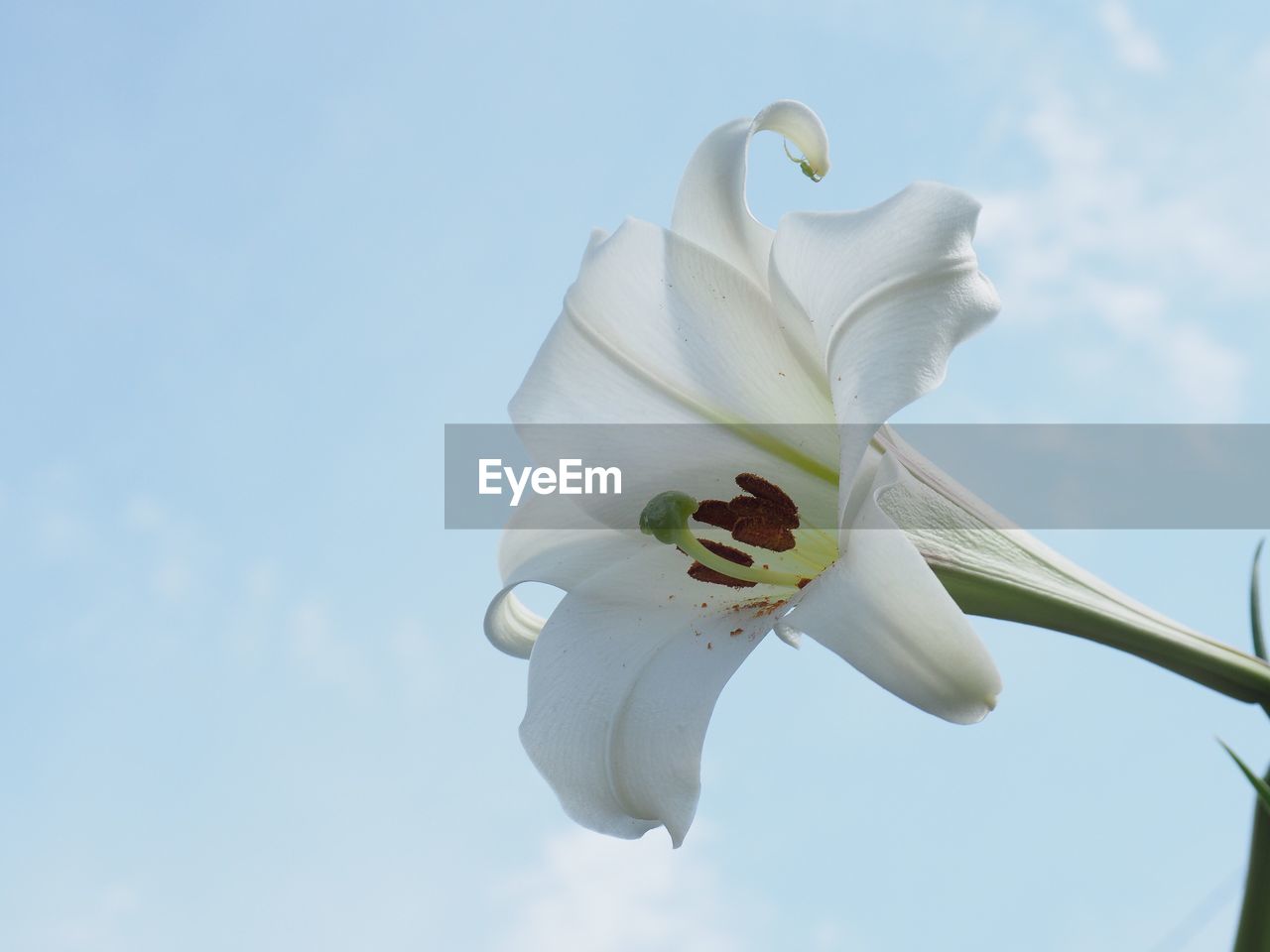 Low angle view of white magnolia blooming against sky