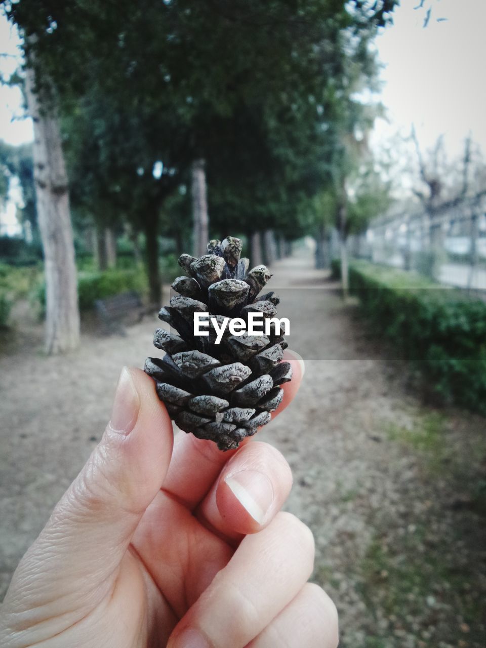 Cropped hand holding pine cone over street