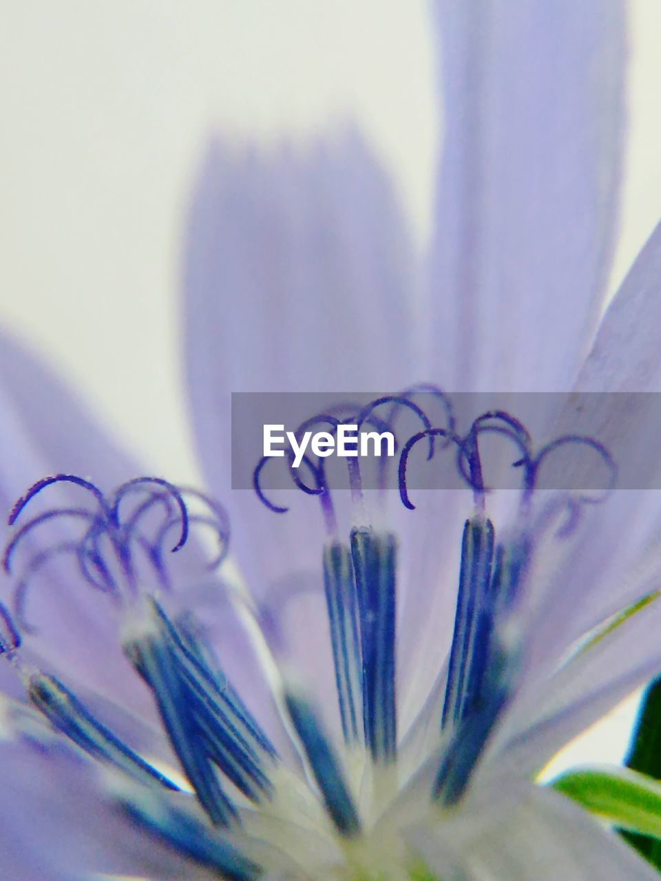 Close-up of flower against blurred background