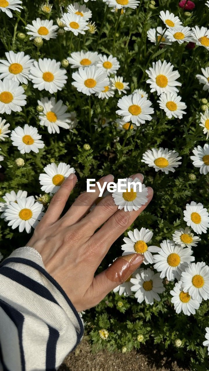 cropped hand of woman picking daisy flowers