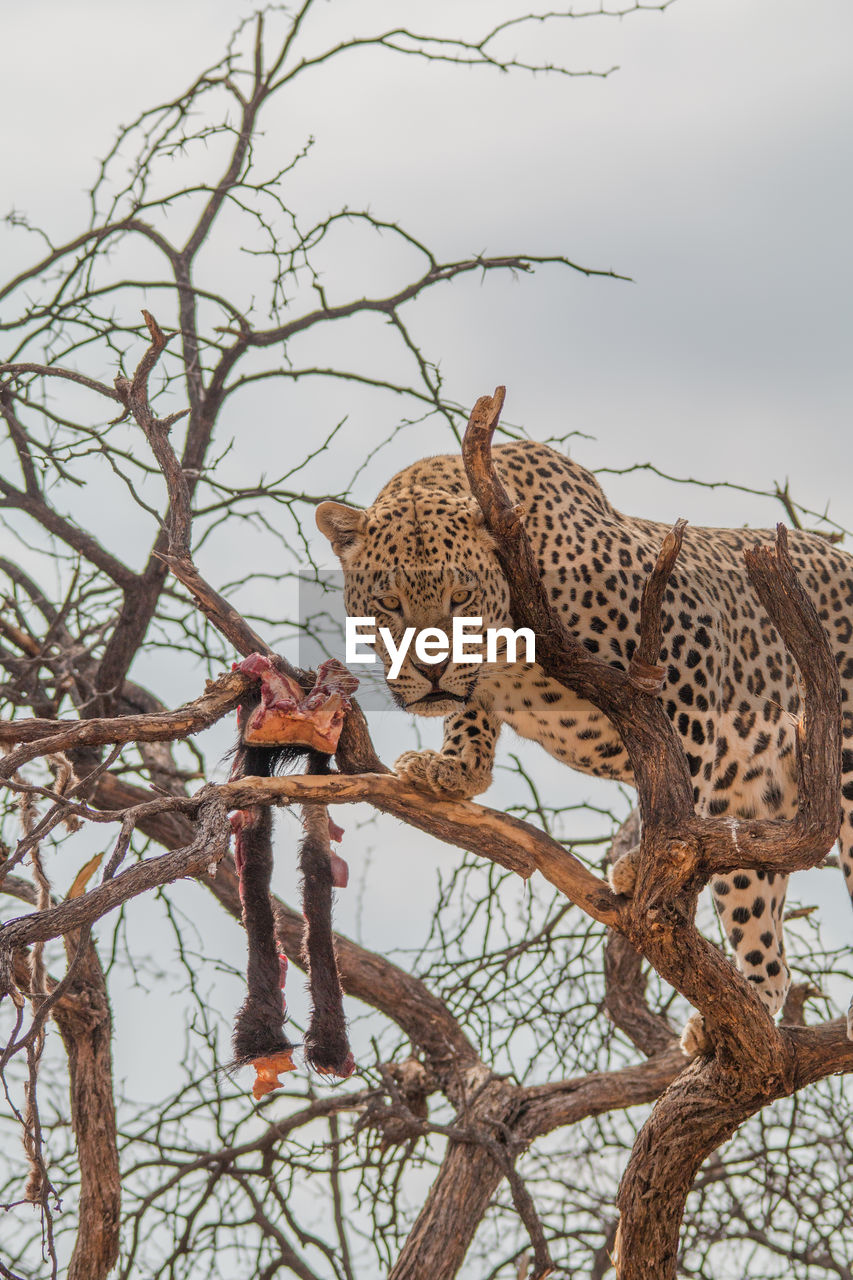 CLOSE-UP OF A CAT ON BRANCH