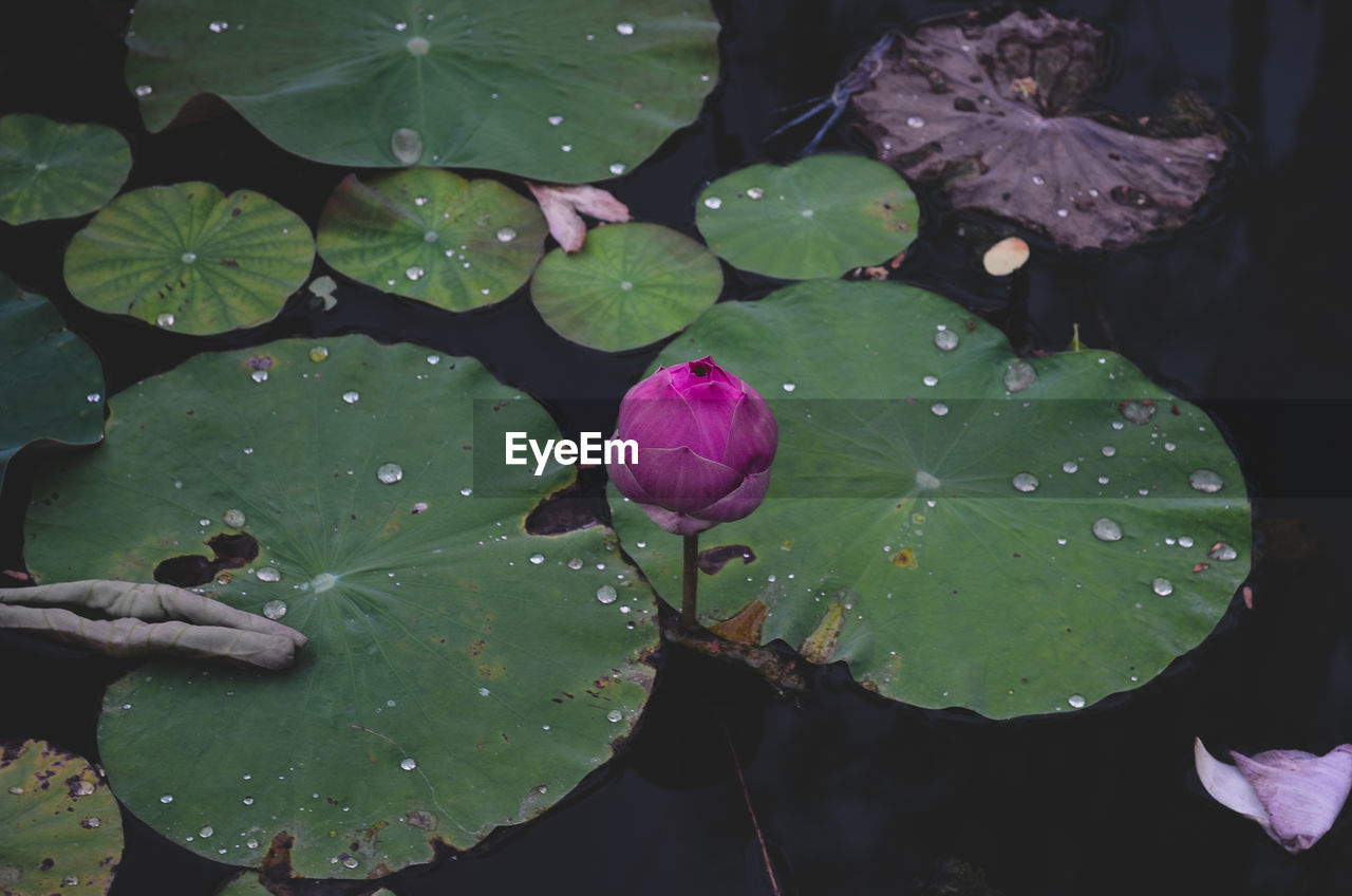 Close-up of lotus water lily in lake