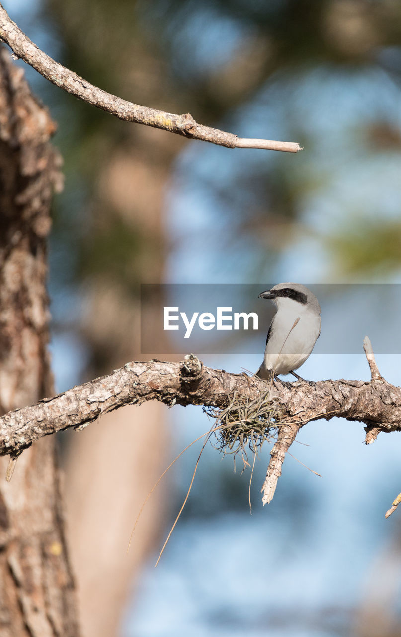 Loggerhead shrike bird lanius ludovicianus perches on a tree in fort myers, florida