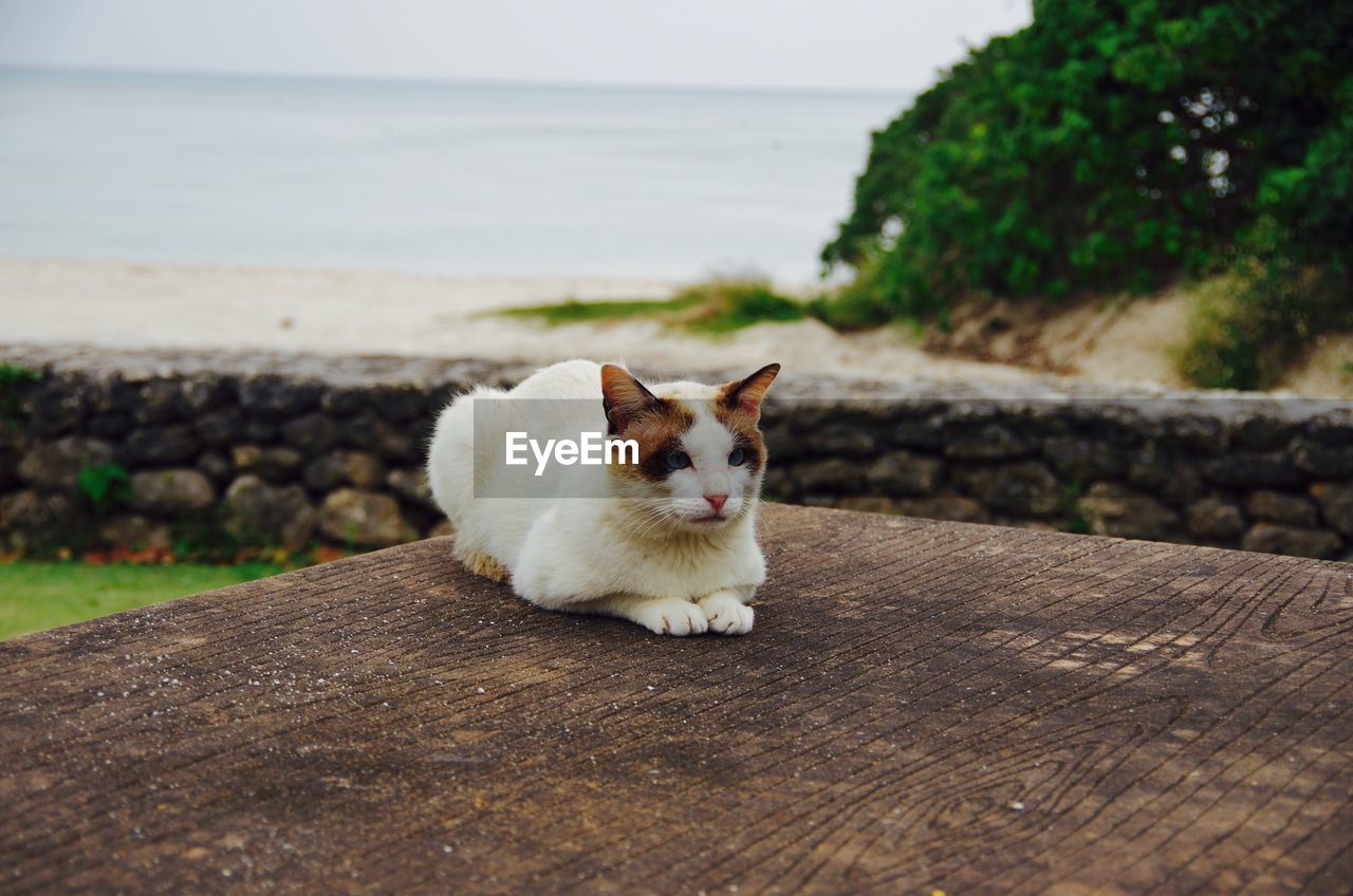 CAT ON RETAINING WALL BY SEA