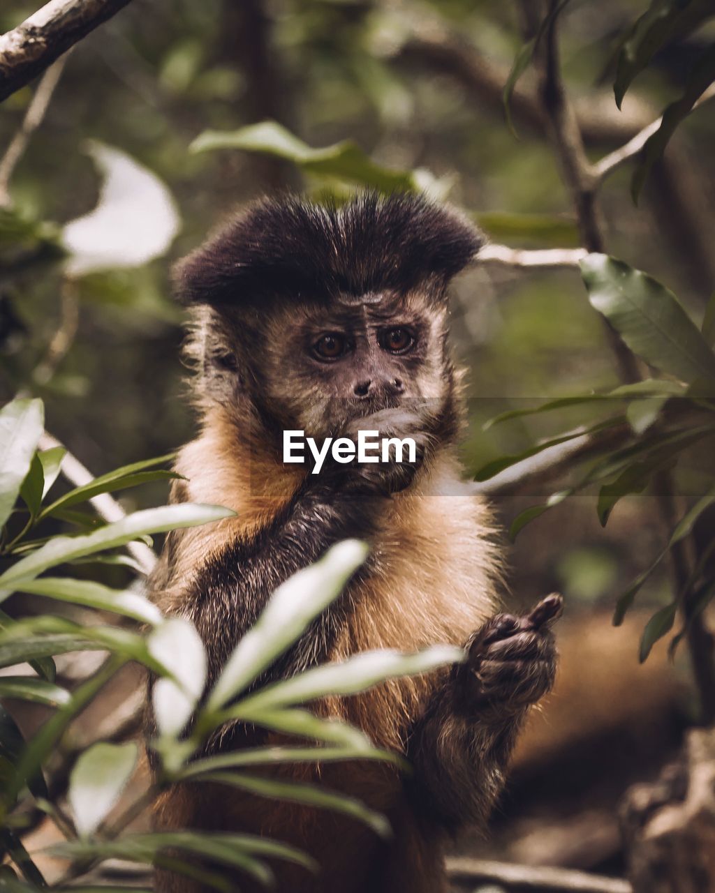 Portrait of a monkey