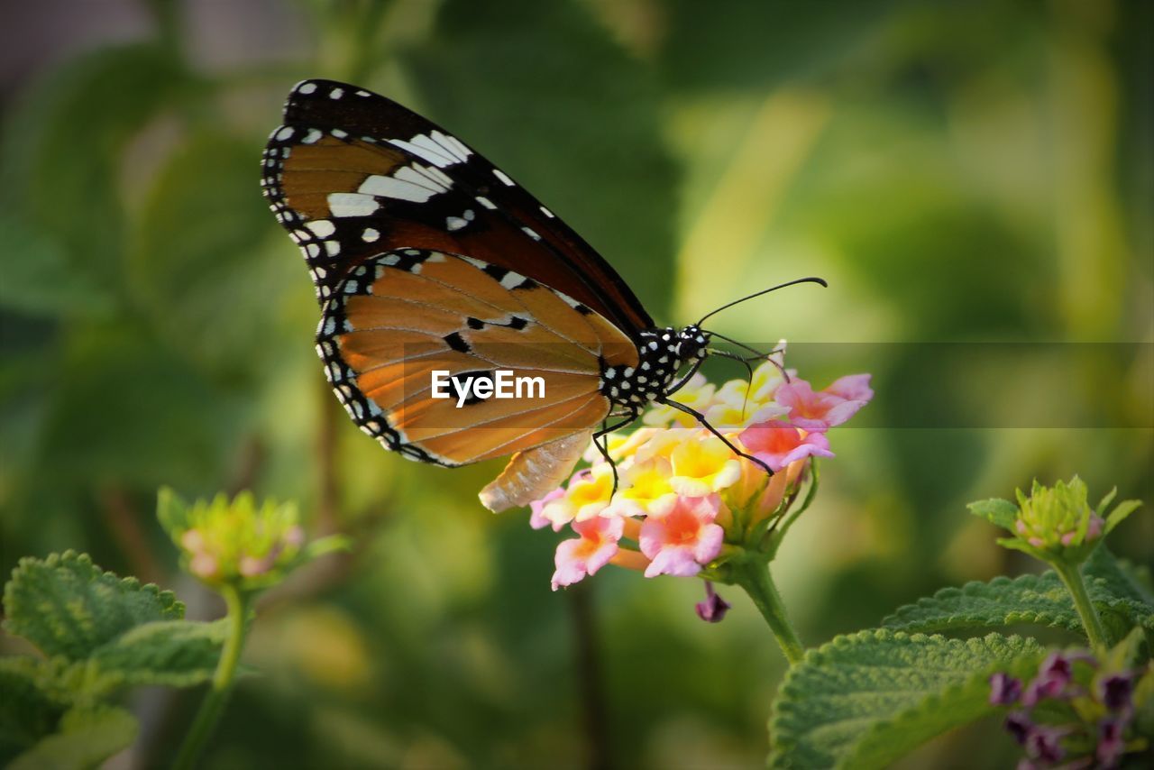 Close-up of butterfly on flower blooming outdoors