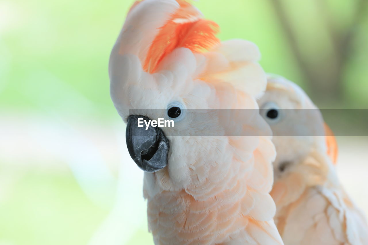 pet, animal, animal themes, parrot, bird, cockatoo, beak, close-up, one animal, animal wildlife, portrait, sulphur-crested cockatoo, focus on foreground, no people, nature, animal body part, wildlife, outdoors