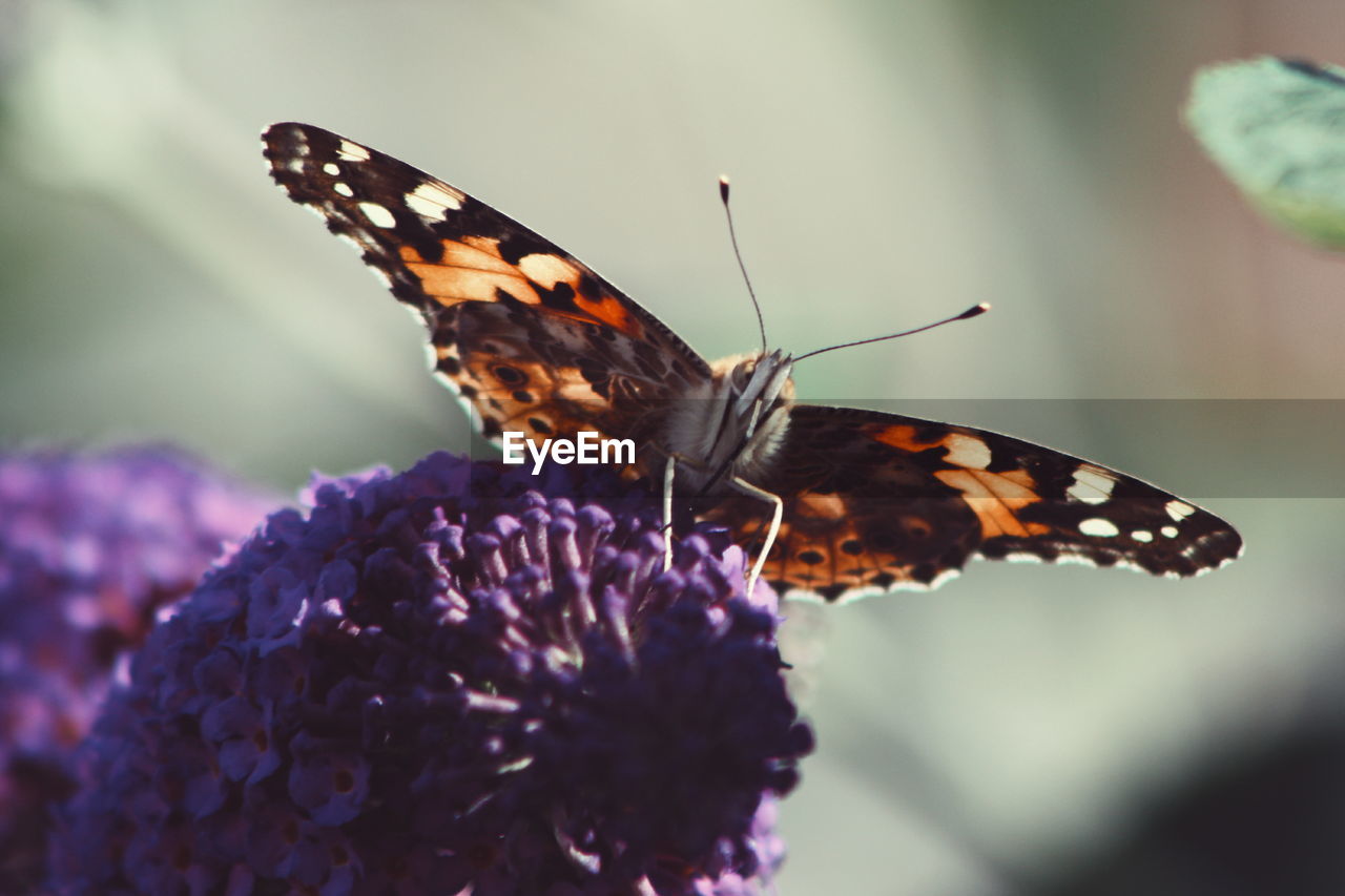 Close-up of butterfly pollinating on buddleia flowers