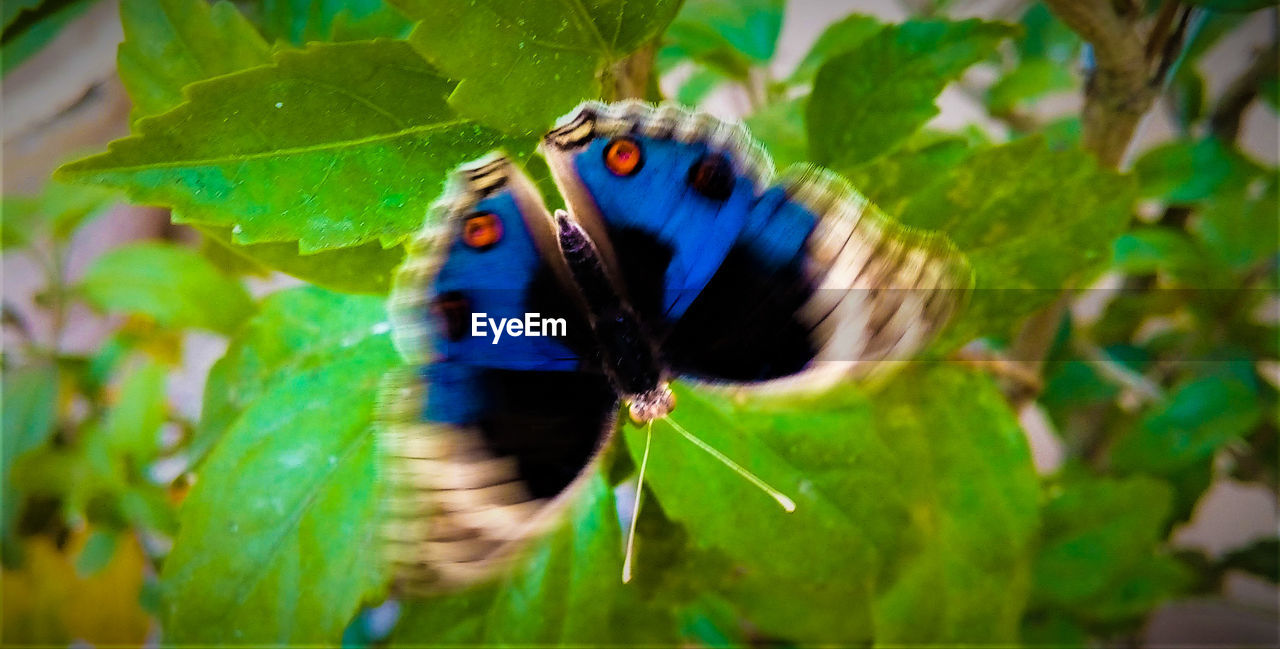 CLOSE-UP OF LADYBUG ON PLANTS