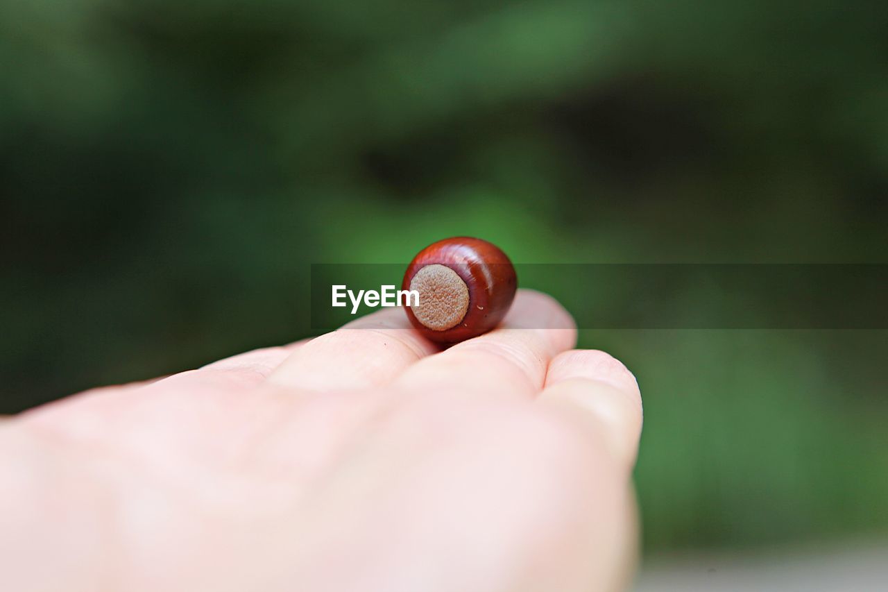 Close-up of person hand holding shell