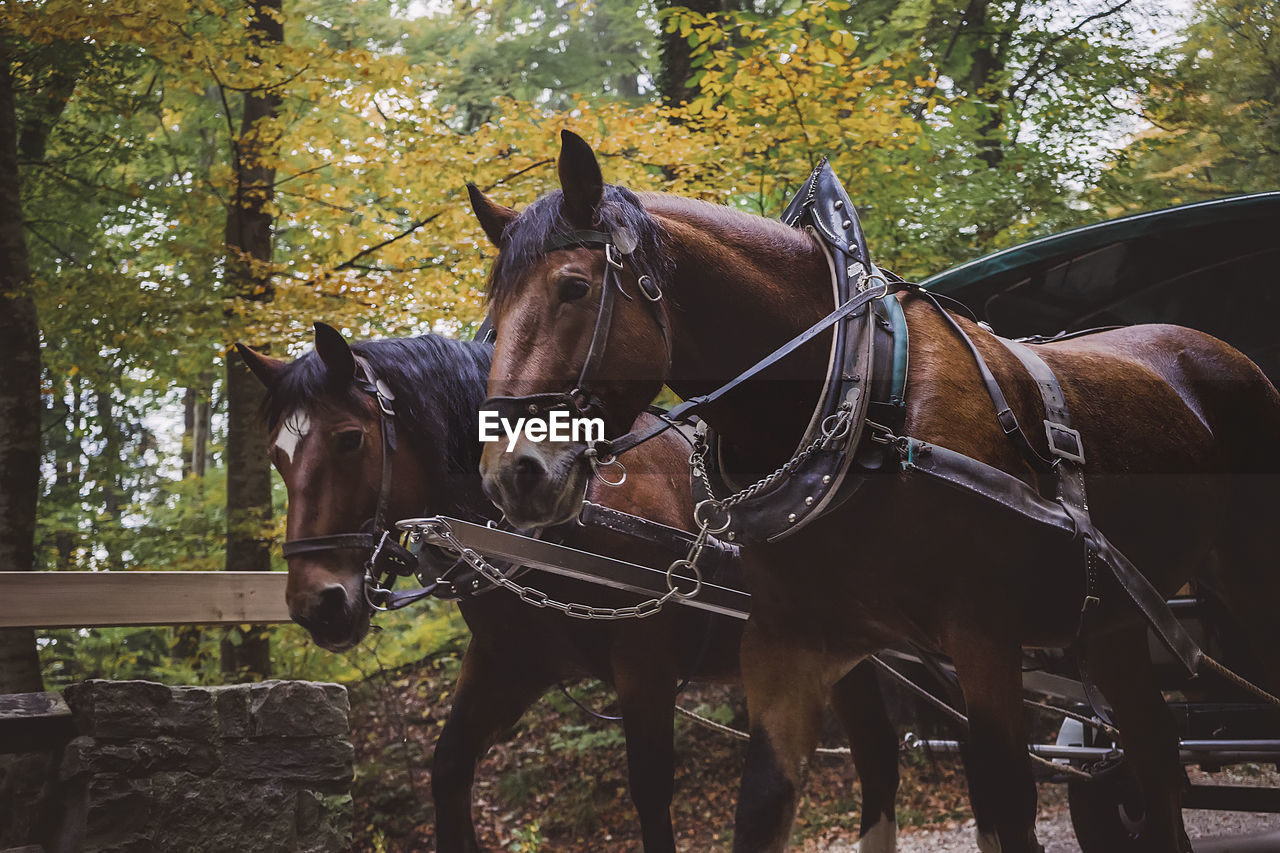 Horse cart on road