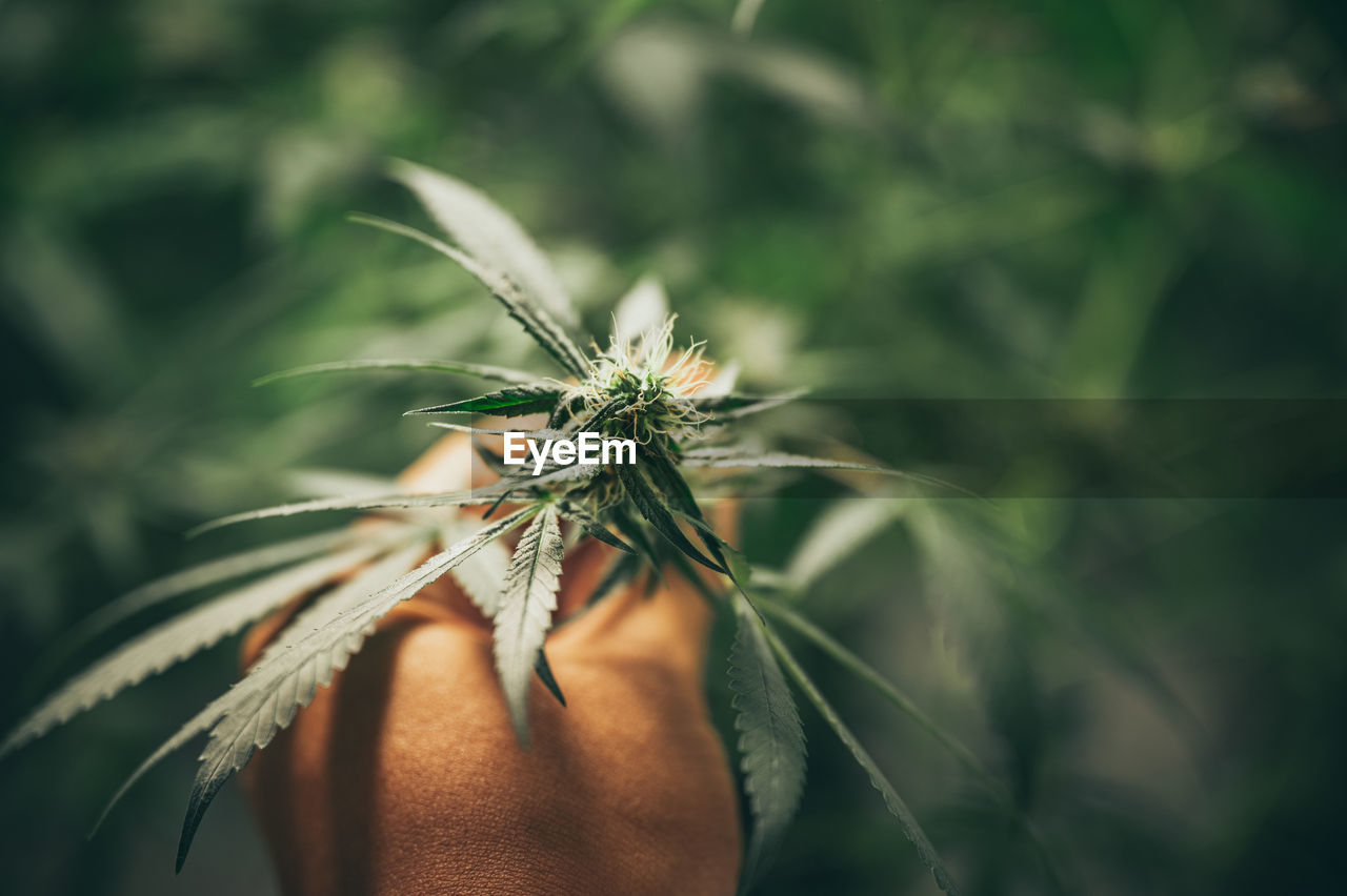 Close-up of hand holding marijuana plant