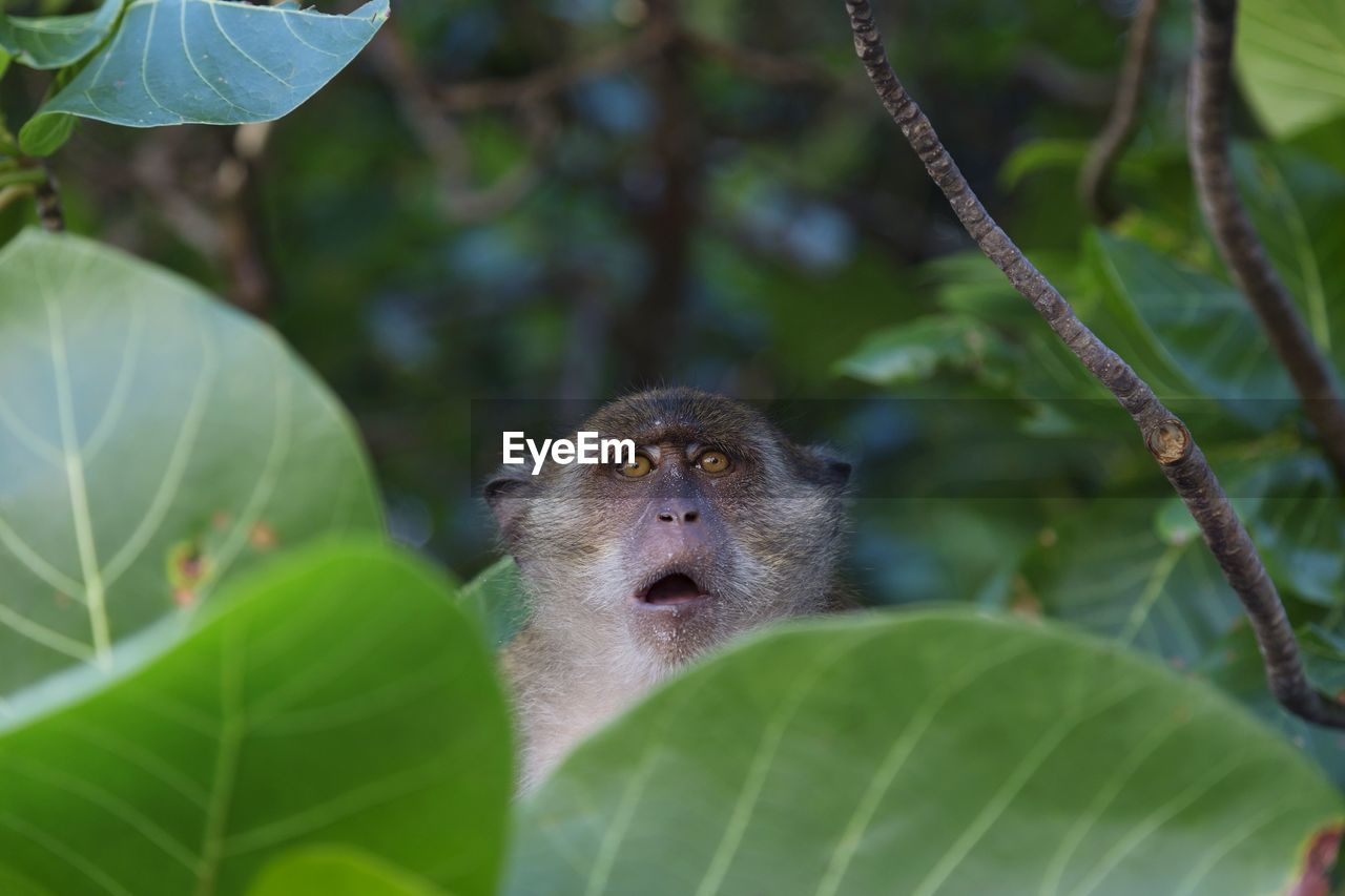 Close-up of monkey on tree