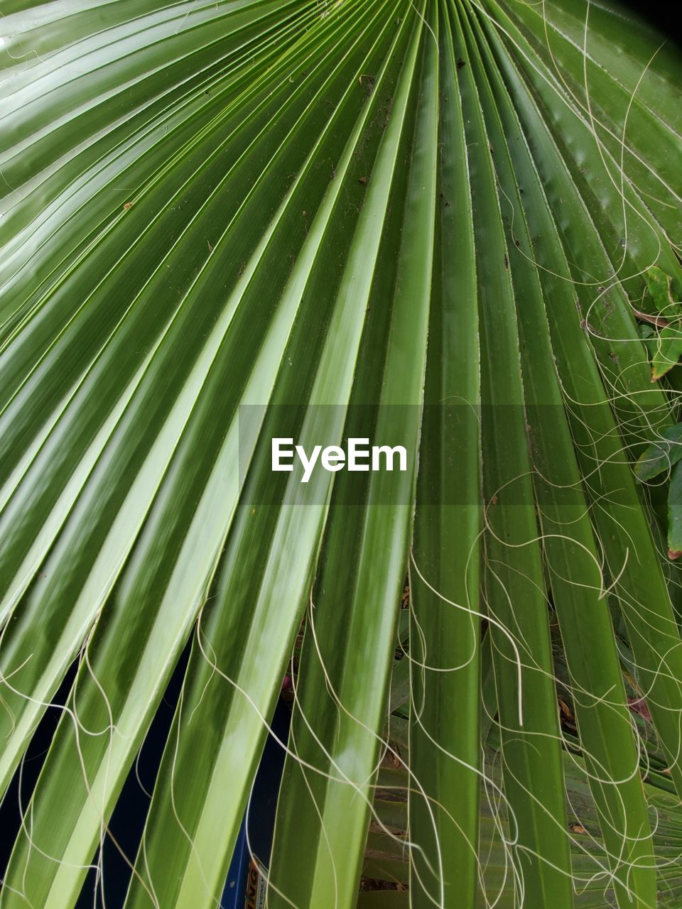 Full frame shot of palm leaf