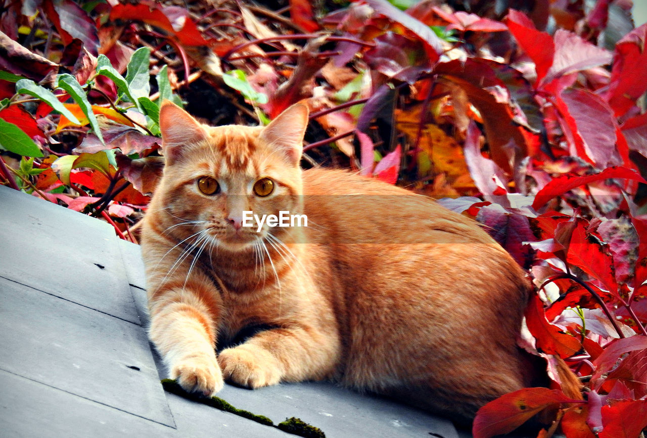 PORTRAIT OF GINGER CAT SITTING ON LEAVES