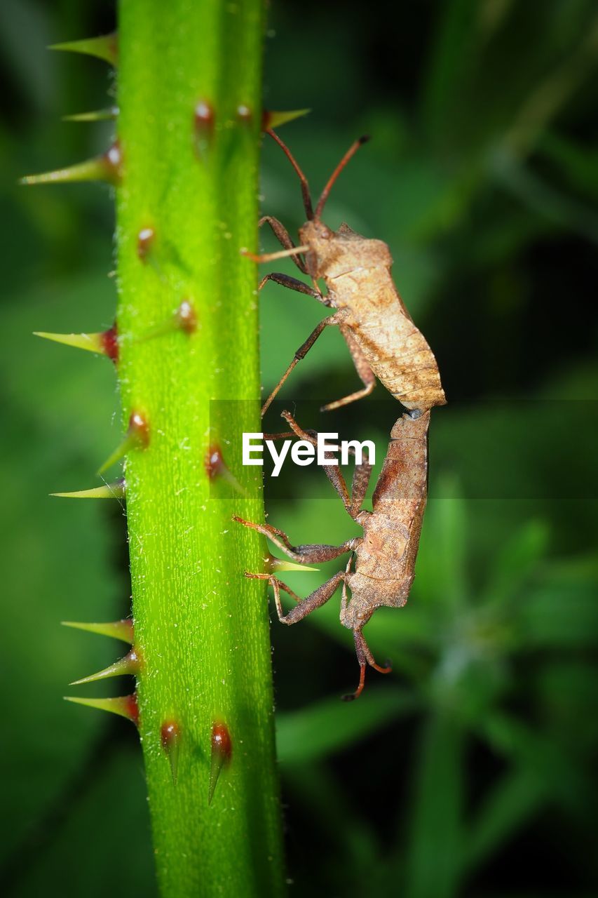 CLOSE-UP OF CATERPILLAR ON LEAF