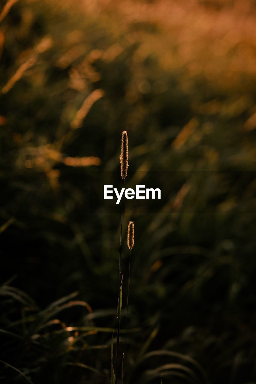 Close-up of plant on field