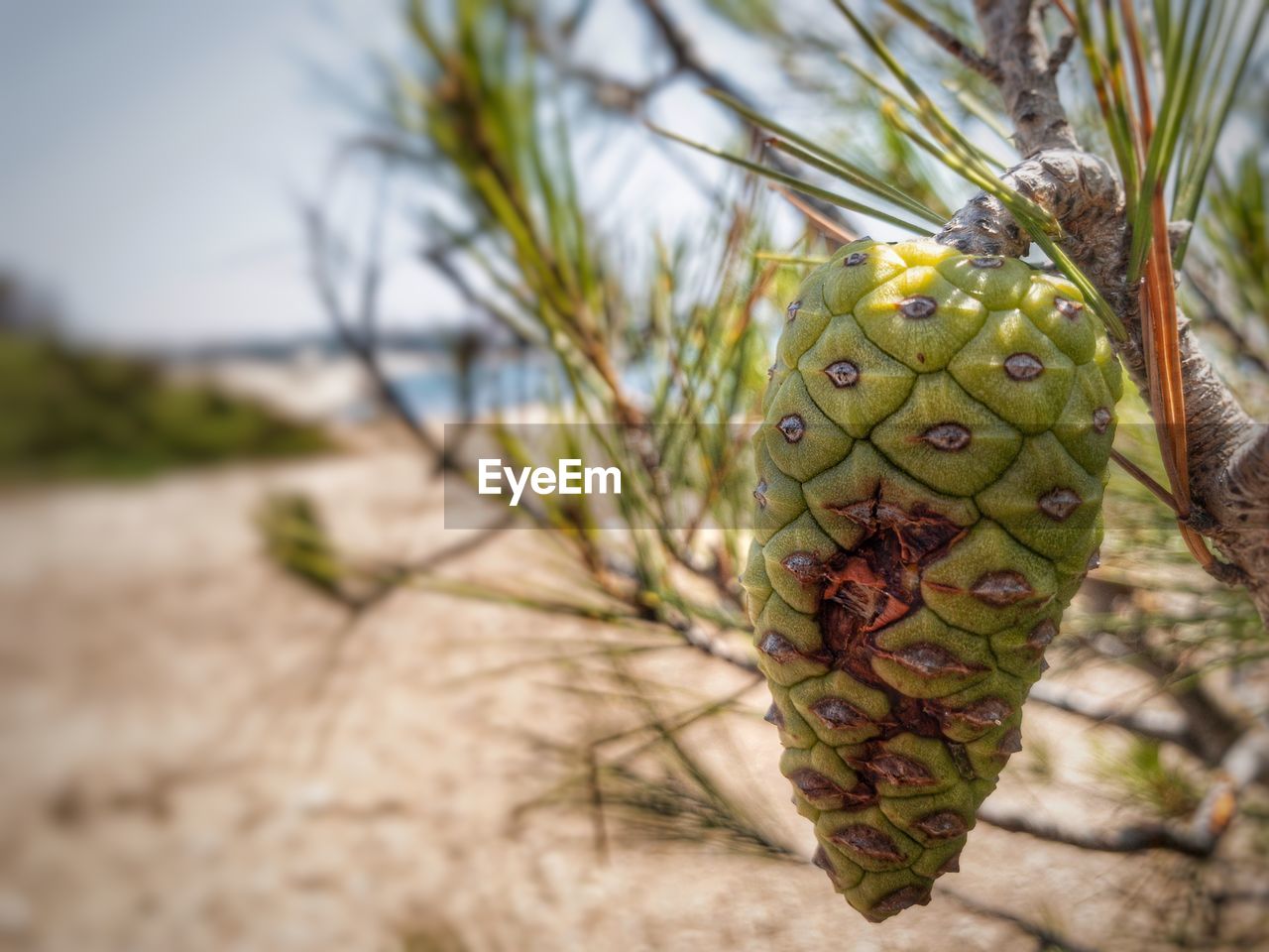 Close-up of fruit growing on tree