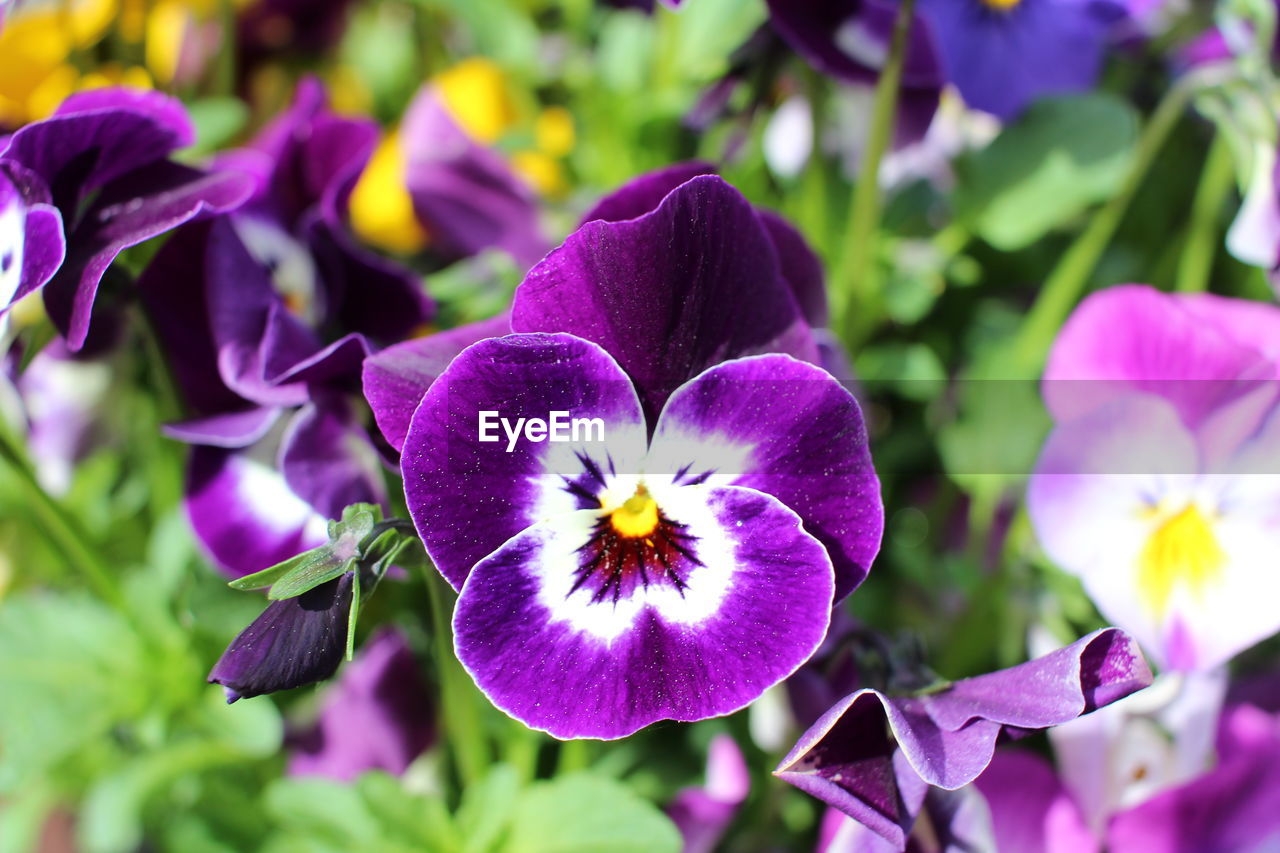 CLOSE-UP OF PURPLE IRIS