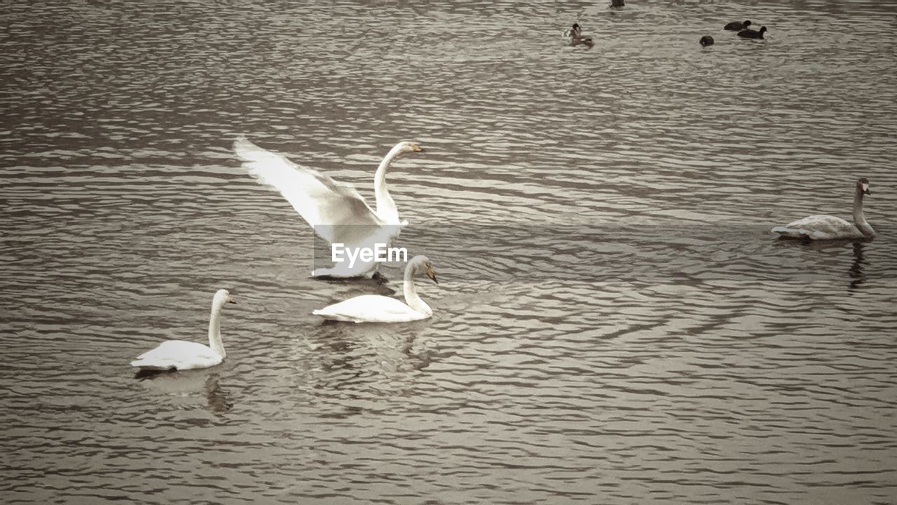 SEAGULL FLYING OVER LAKE