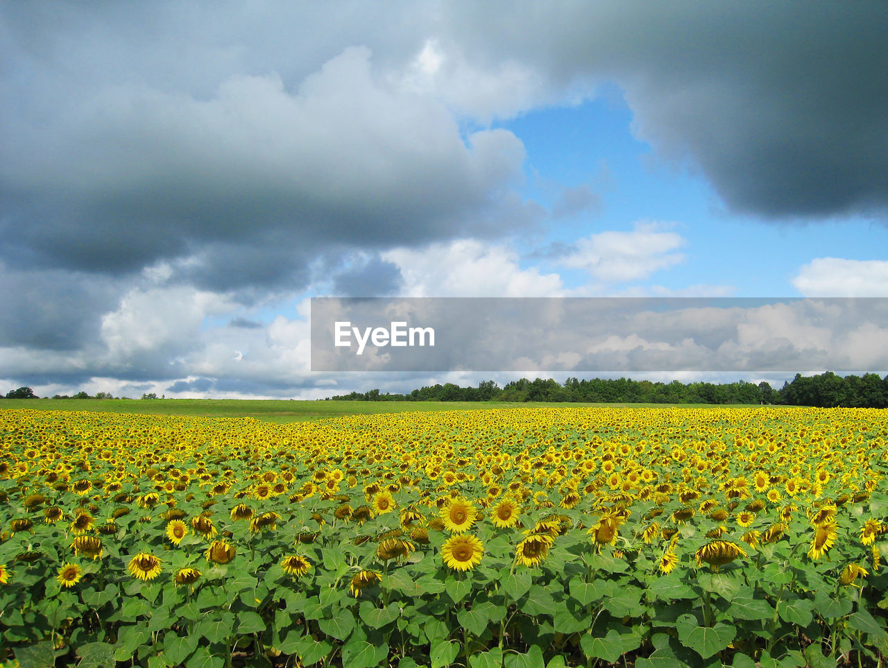 Sunflower field and blue skies upstate new york