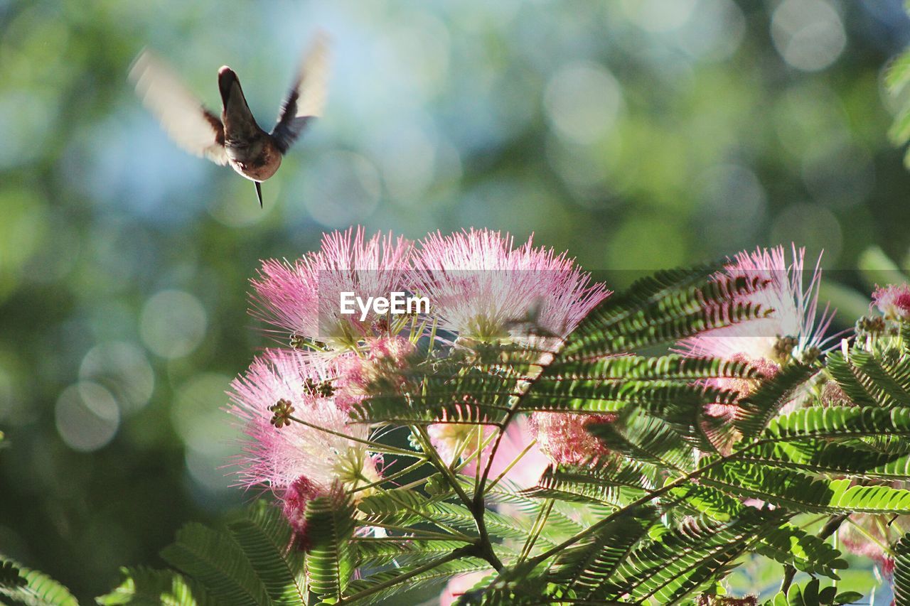 Hummingbird flying over pink flowers