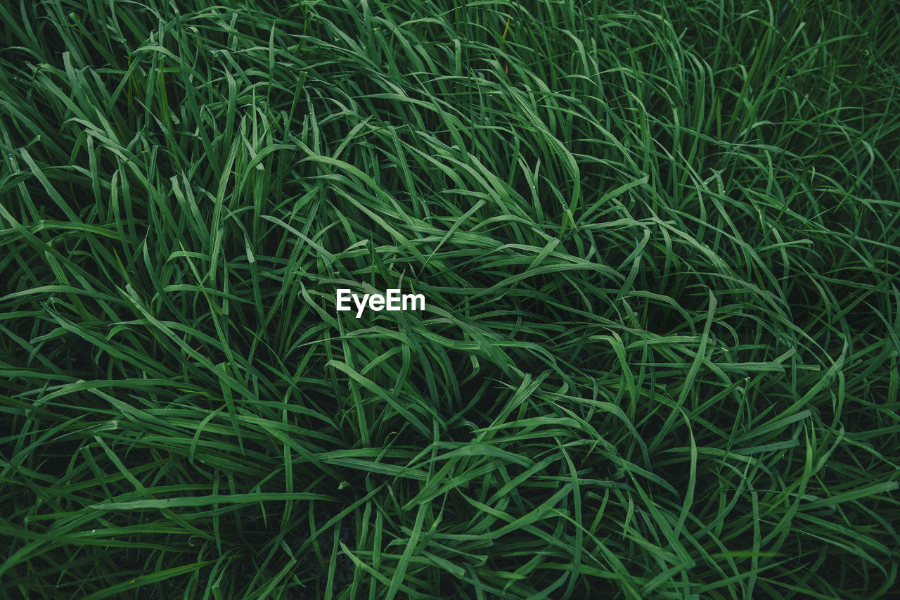 green, plant, grass, growth, full frame, backgrounds, lawn, field, land, nature, no people, beauty in nature, leaf, day, high angle view, soil, tranquility, outdoors, agriculture, lush foliage, close-up, sweet grass, chrysopogon zizanioides, foliage, flooring, grassland, flower, freshness