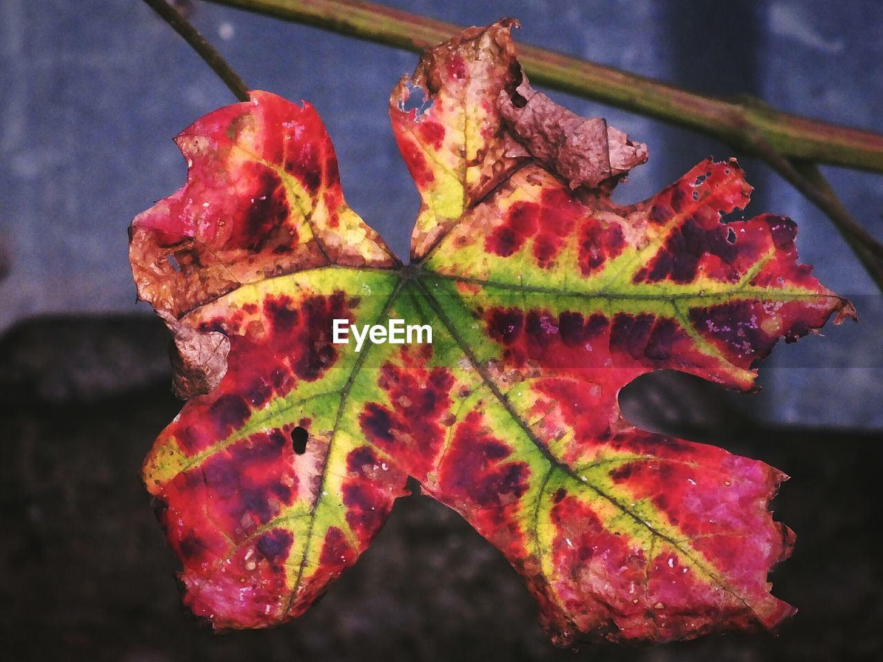 CLOSE-UP OF RED MAPLE LEAF ON PLANT